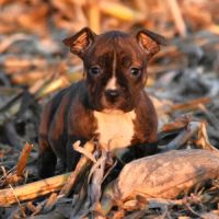 Chiots american staff lof disponibles de suite #7