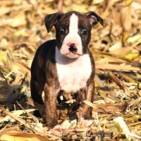 Chiots american staff lof disponibles de suite #8