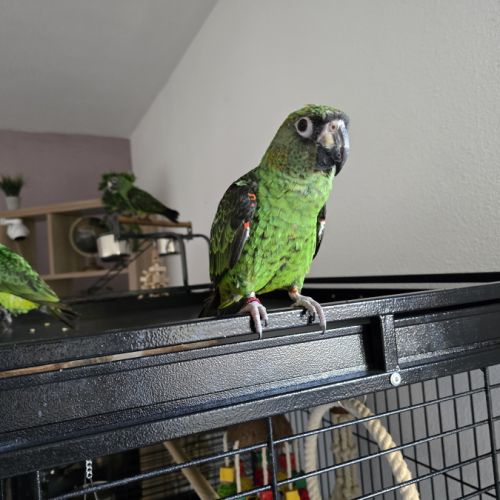 Vends couple de  perroquet de jardine #1