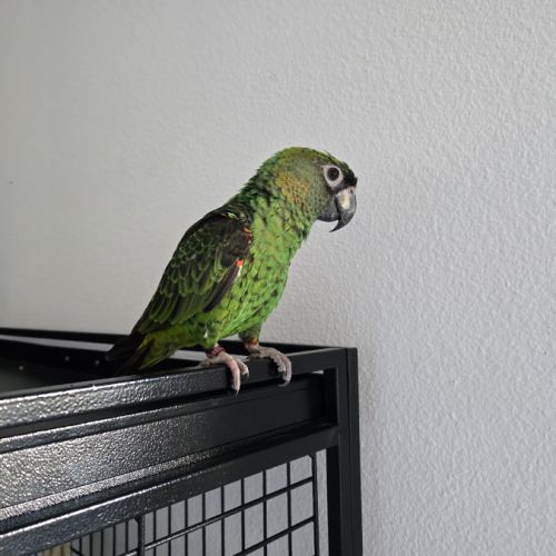 Vends couple de  perroquet de jardine #2