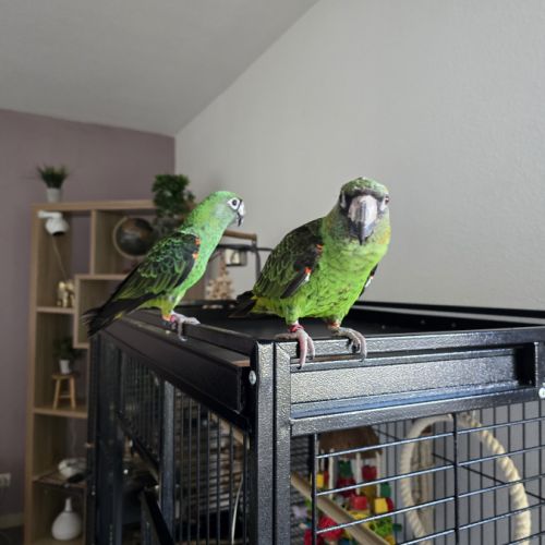 Vends couple de  perroquet de jardine #3