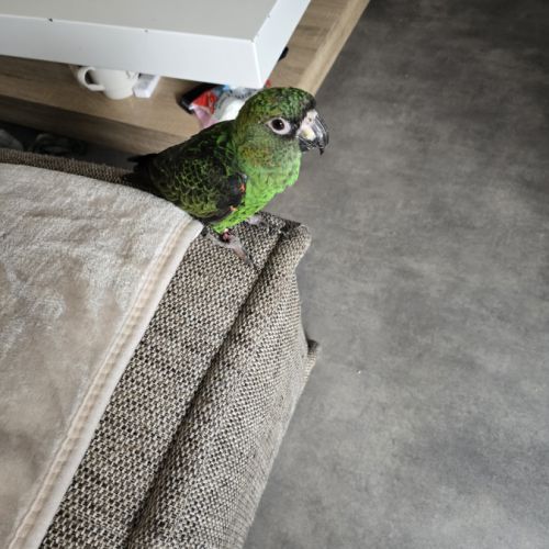 Vends couple de  perroquet de jardine #5