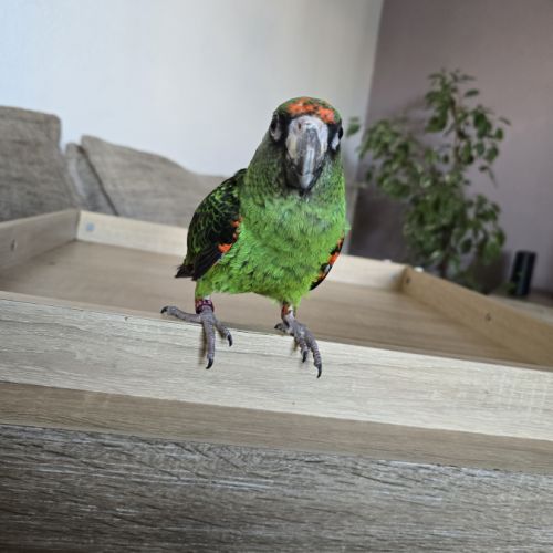 Vends couple de  perroquet de jardine #8