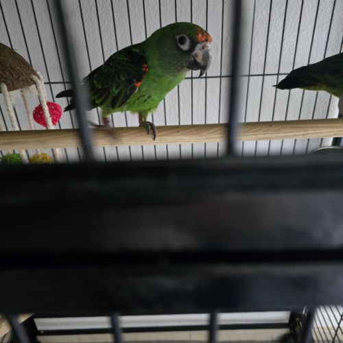 Vends couple de  perroquet de jardine #9