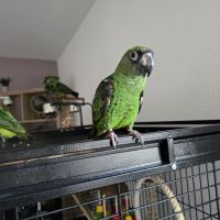 Vends couple de  perroquet de jardine #1