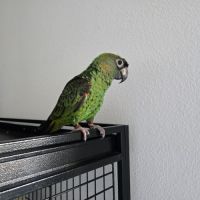 Vends couple de  perroquet de jardine #2