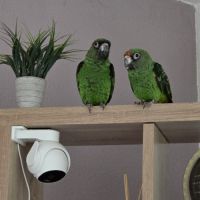 Vends couple de  perroquet de jardine #4