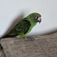 Vends couple de  perroquet de jardine #6