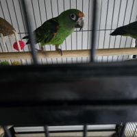 Vends couple de  perroquet de jardine #9