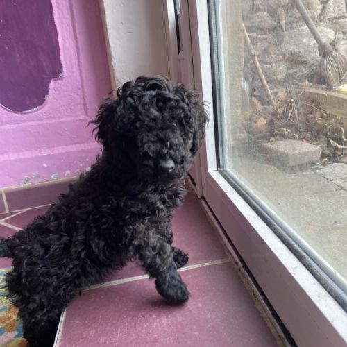 Chiot caniche nain noir lof