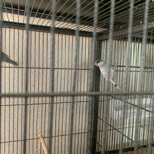 Femelle padda de java #1