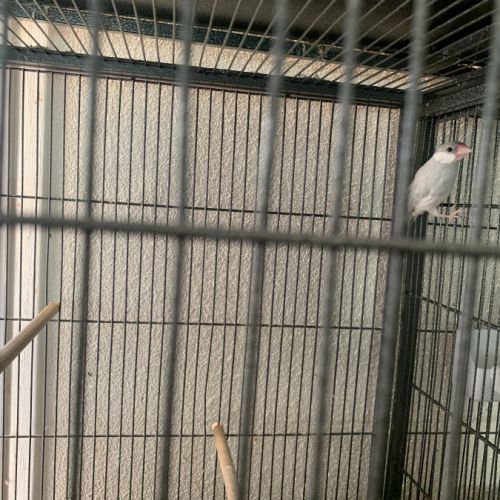 Femelle padda de java #2