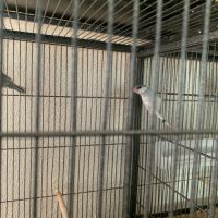 Femelle padda de java #1