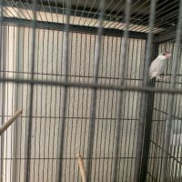 Femelle padda de java #2