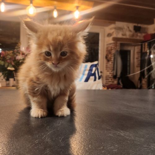 Chaton maine coon loof à adopter #4