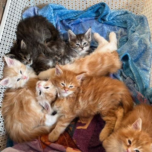 Chaton maine coon loof à adopter #7