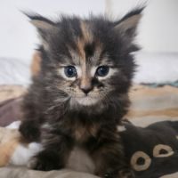 Chaton maine coon loof à adopter #1