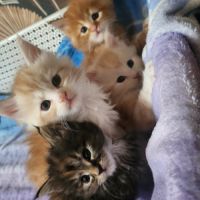 Chaton maine coon loof à adopter #2