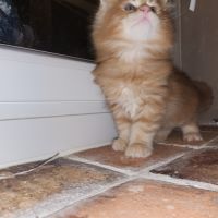 Chaton maine coon loof à adopter #3