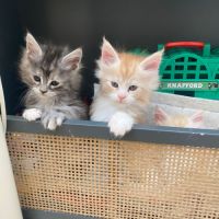 Chaton maine coon loof à adopter #5