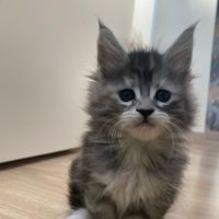 Chaton maine coon loof à adopter #0