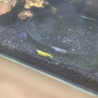 Crevettes neocaridina davidi yellow (don) #1