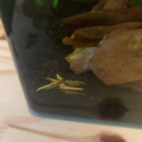 Crevettes neocaridina davidi yellow (don) #0