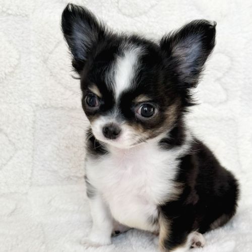 Chiot chihuahua lof #3
