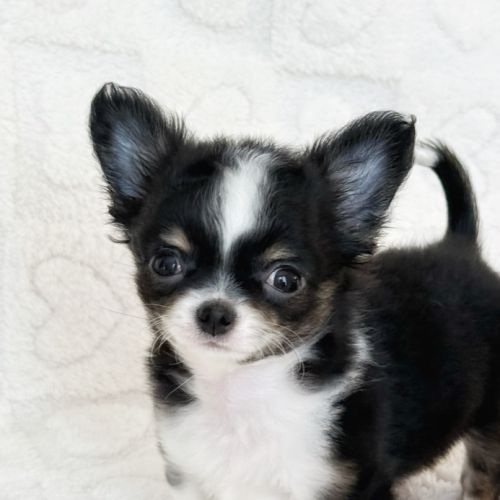 Chiot chihuahua lof #4