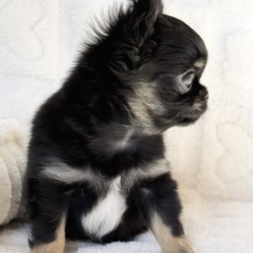 Chiot chihuahua lof #5