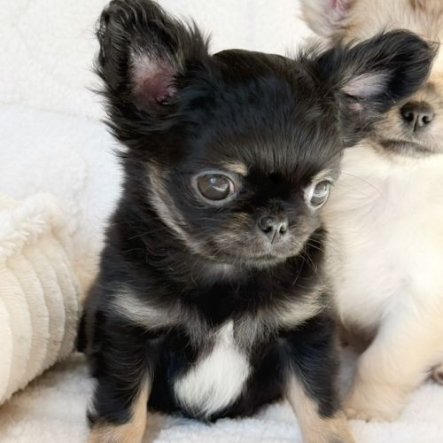 Chiot chihuahua lof #6