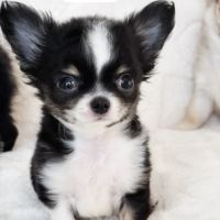 Chiot chihuahua lof #1
