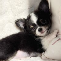 Chiot chihuahua lof #2