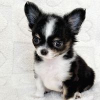 Chiot chihuahua lof #3