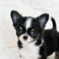 Chiot chihuahua lof #4