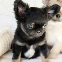 Chiot chihuahua lof #6