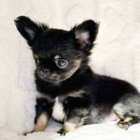 Chiot chihuahua lof #8