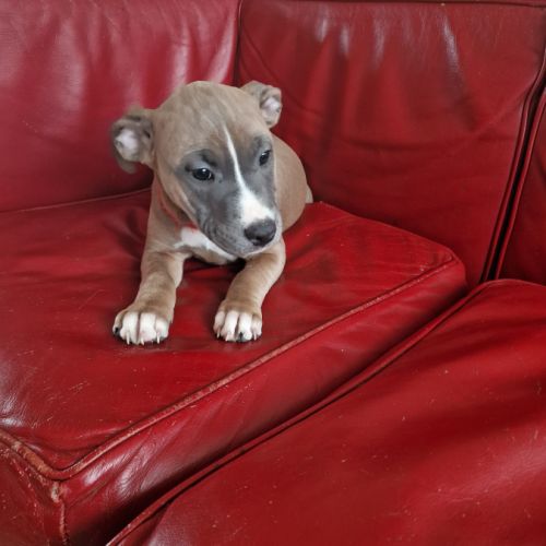 American staffordshire terrier lof #0