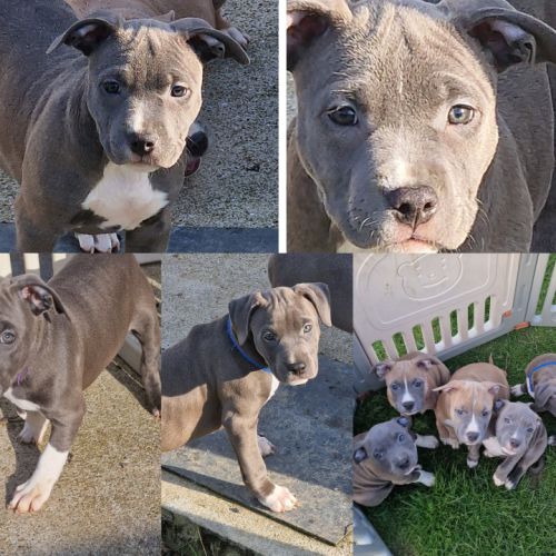 American staffordshire terrier lof #3