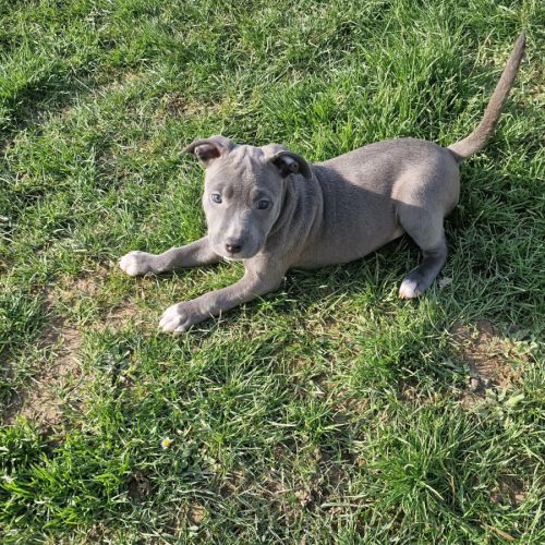 American staffordshire terrier lof #4