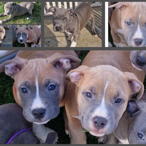 American staffordshire terrier lof #5
