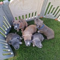 American staffordshire terrier lof #1