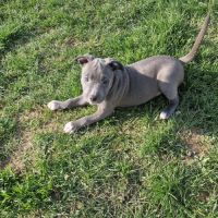 American staffordshire terrier lof #4