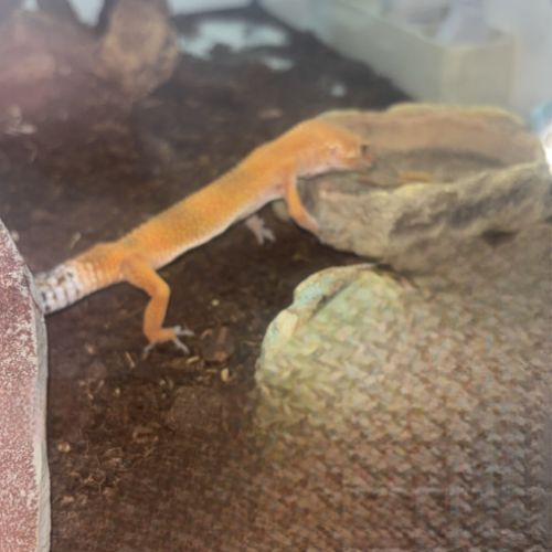 Gecko léopard #3
