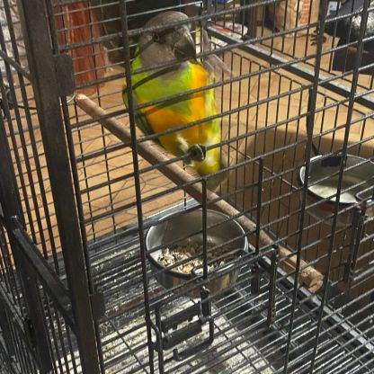 Youyou du sénégal #2