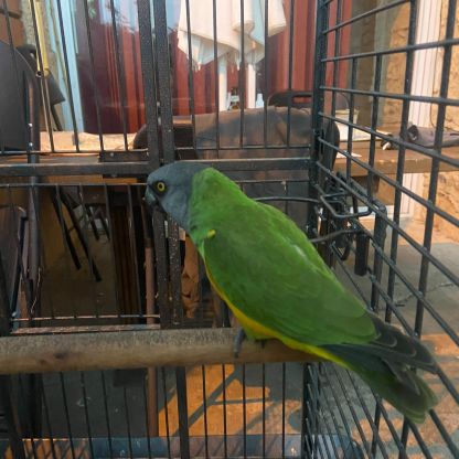 Youyou du sénégal #3