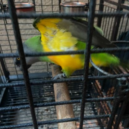 Youyou du sénégal #4