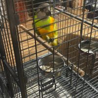 Youyou du sénégal #2