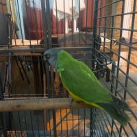 Youyou du sénégal #3