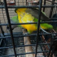 Youyou du sénégal #4